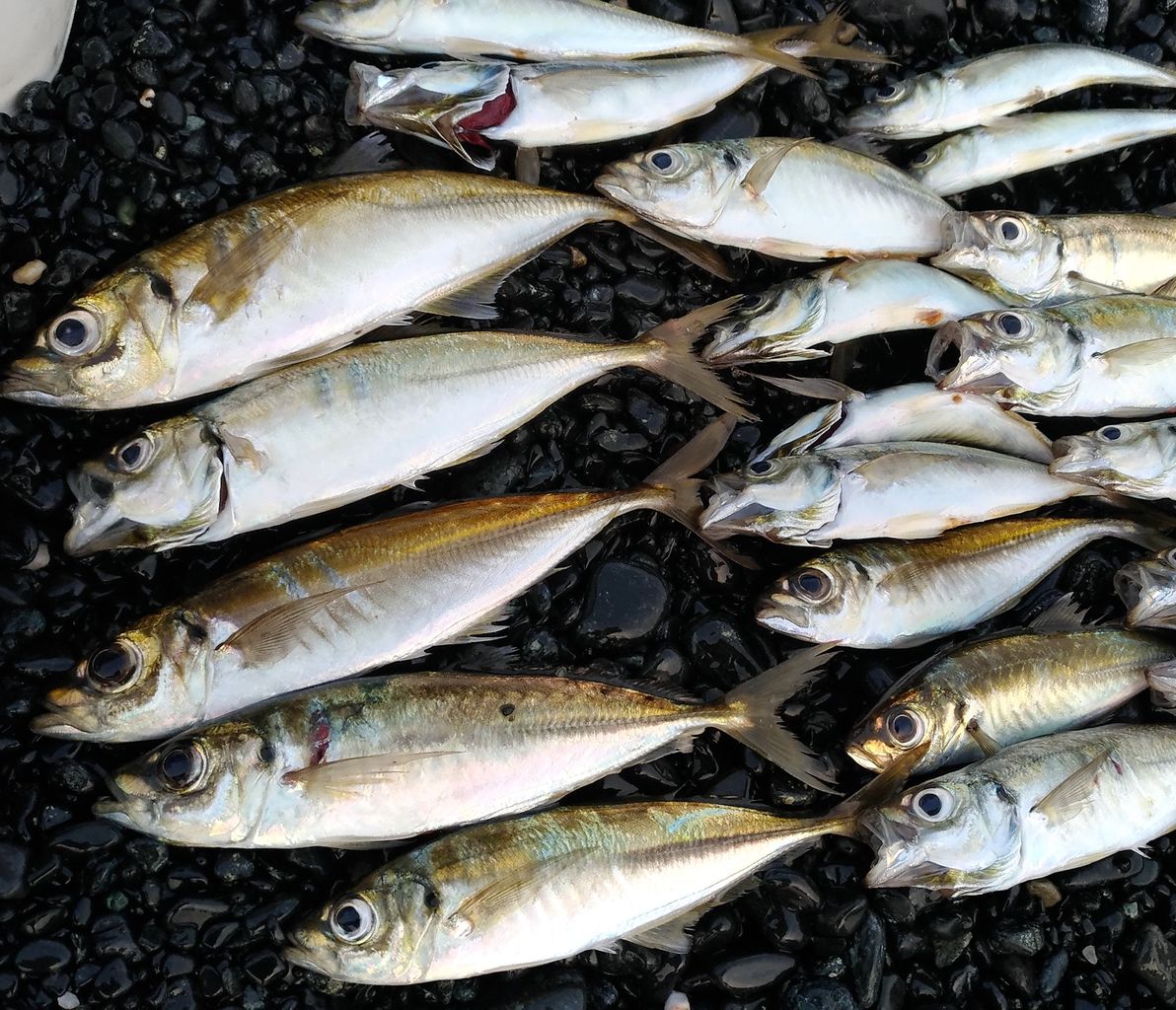 ブリーデン　グラマーロックフィッシュTX77despoil インプレ】ブリーデン TX77despoil | ルアーフィッシングの神様