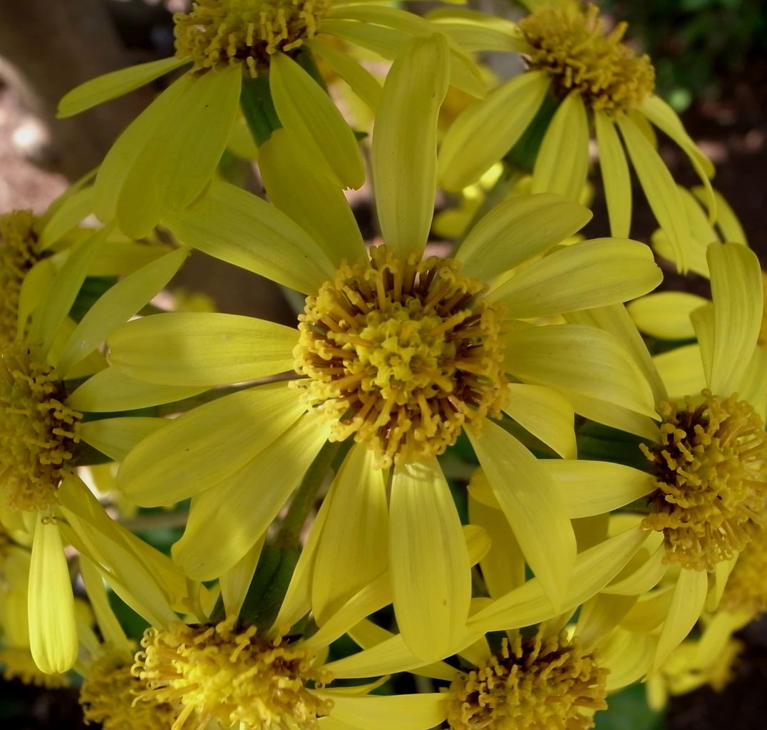 11月の花 ツワブキ Adam Isn T Here