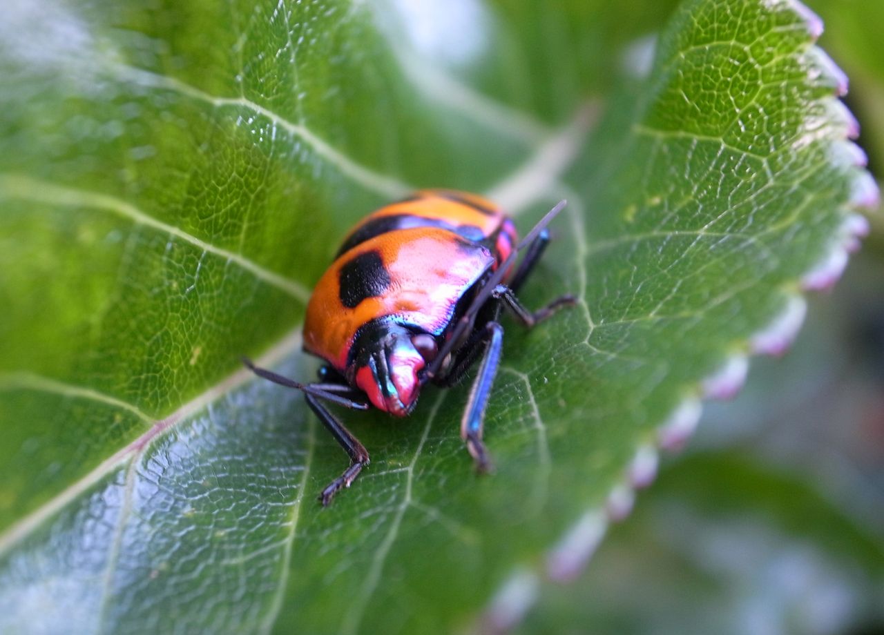 オオキンカメムシの匂い 臭い Adam Isn T Here