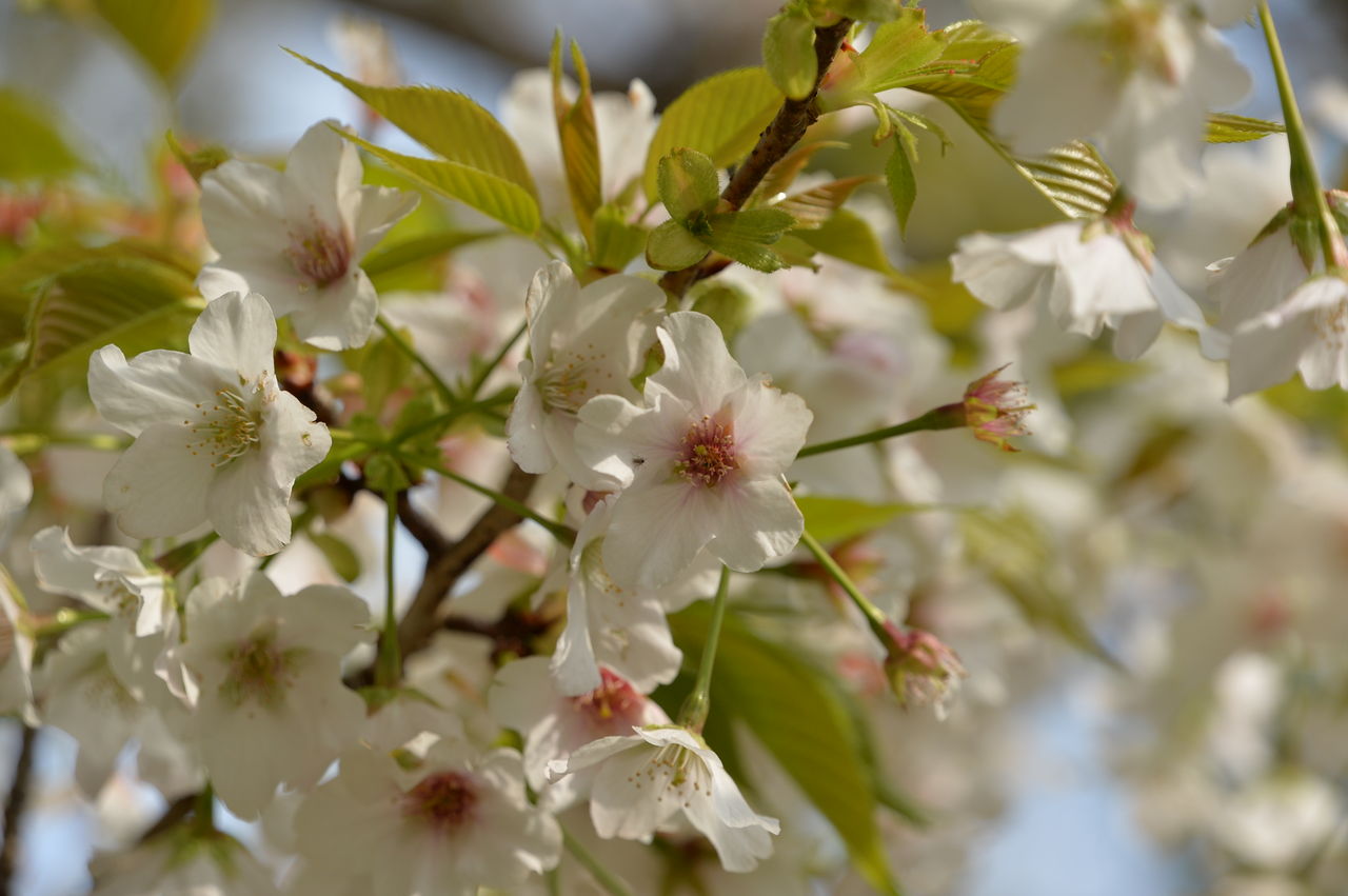 17年 桜情報 山桜 ヤマザクラ Adam Isn T Here 17年 桜情報 山桜 ヤマザクラ Adam Isn T Here