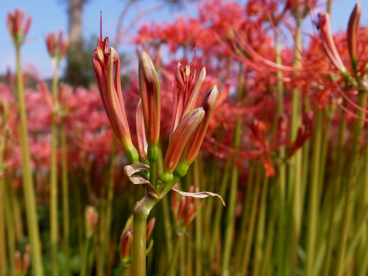 花の歳時記 9月の花はヒガンバナ 彼岸花 Adam Isn T Here