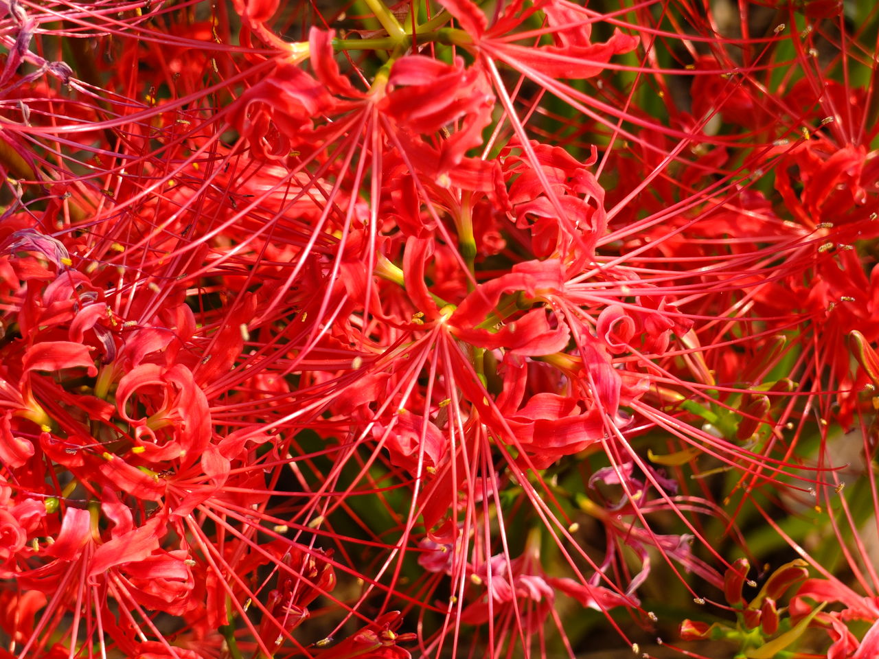 花の歳時記 9月の花はヒガンバナ 彼岸花 Adam Isn T Here