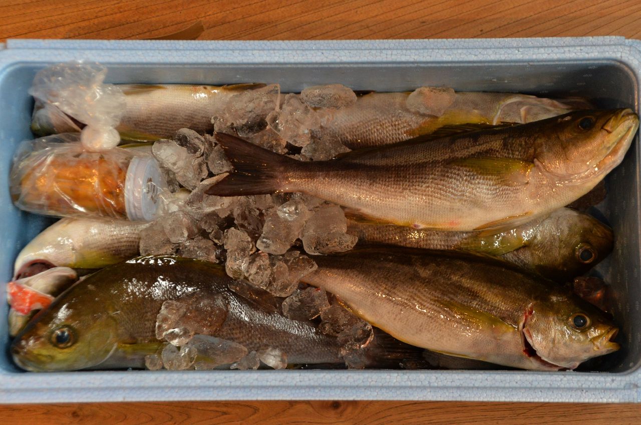 初夏の魚 Adam Isn T Here