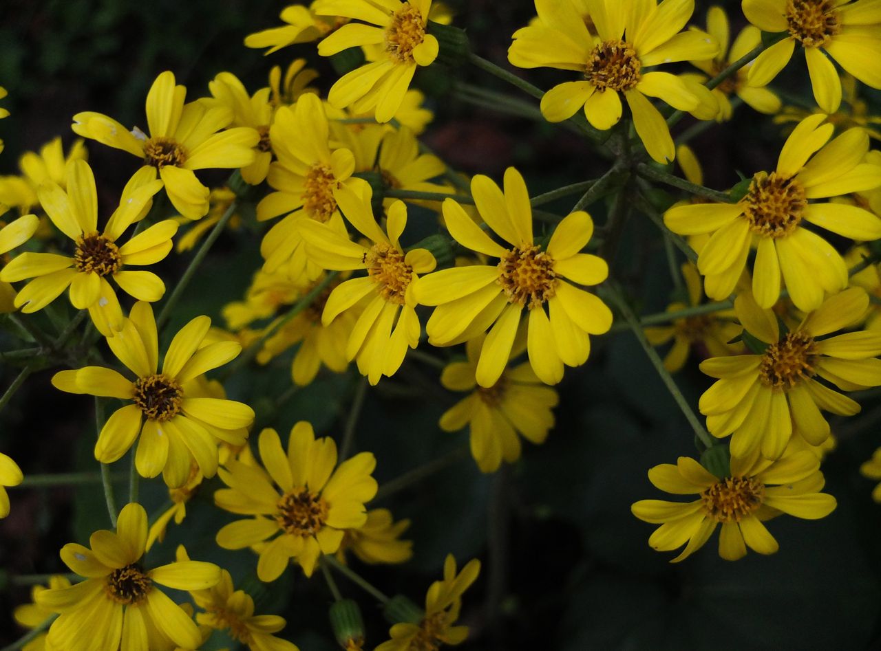 11月の花 ツワブキ Adam Isn T Here