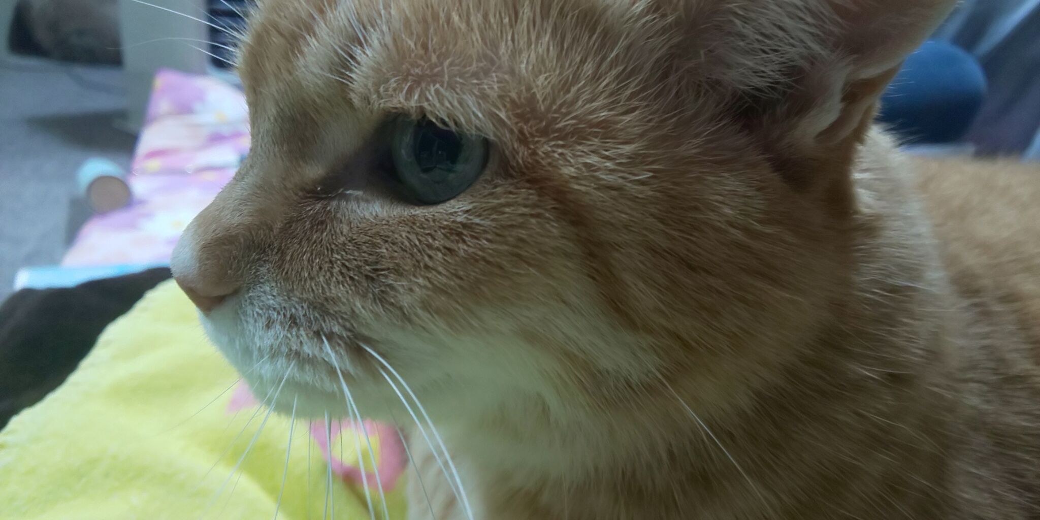 老猫 は夏バテ ファーストコール風俗裏話 店長ブログ 老猫 は夏バテ ファーストコール風俗裏話 店長ブログ