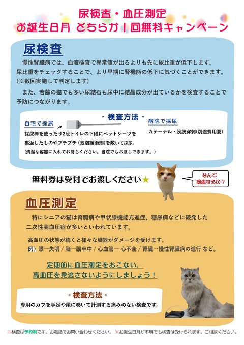 ねこ お知らせ(表)