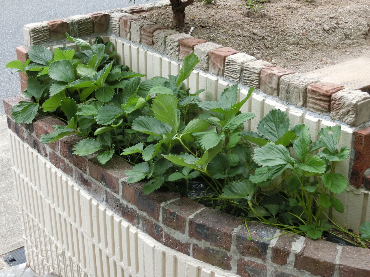 イチゴがまるで観葉植物 爺の道草閑話録