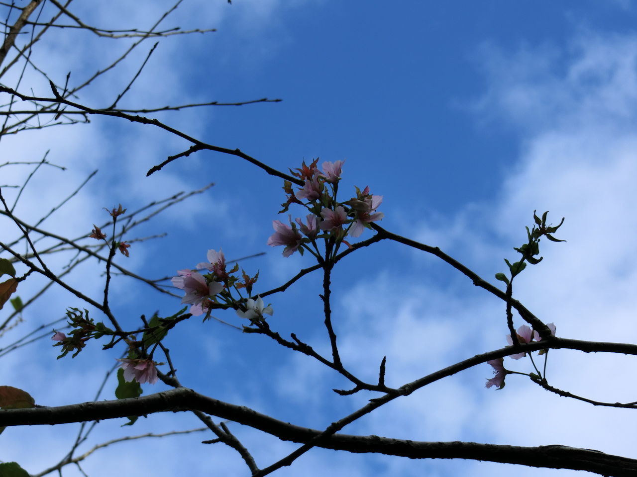 今年も季節外れの桜が 爺の道草閑話録