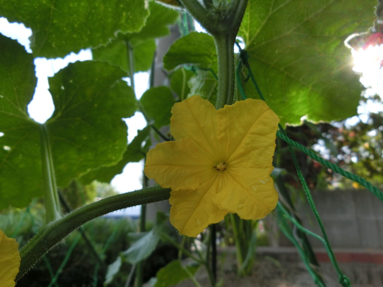 野菜の花の美しさ 爺の道草閑話録 野菜の花の美しさ 爺の道草閑話録