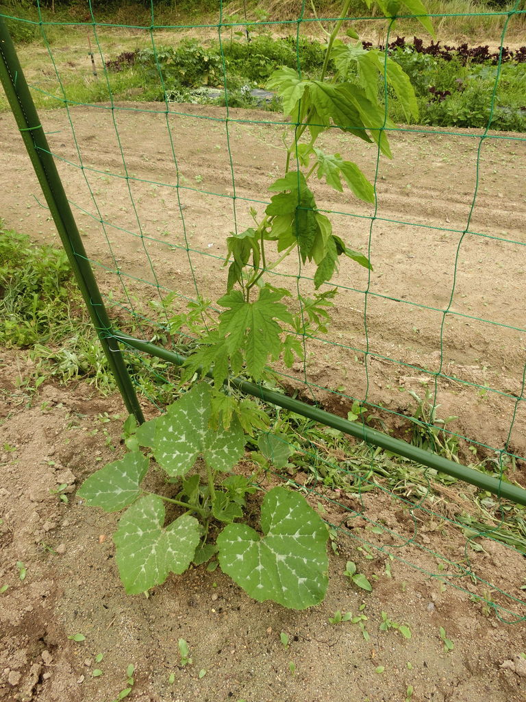 おや まぁ 爺の道草閑話録