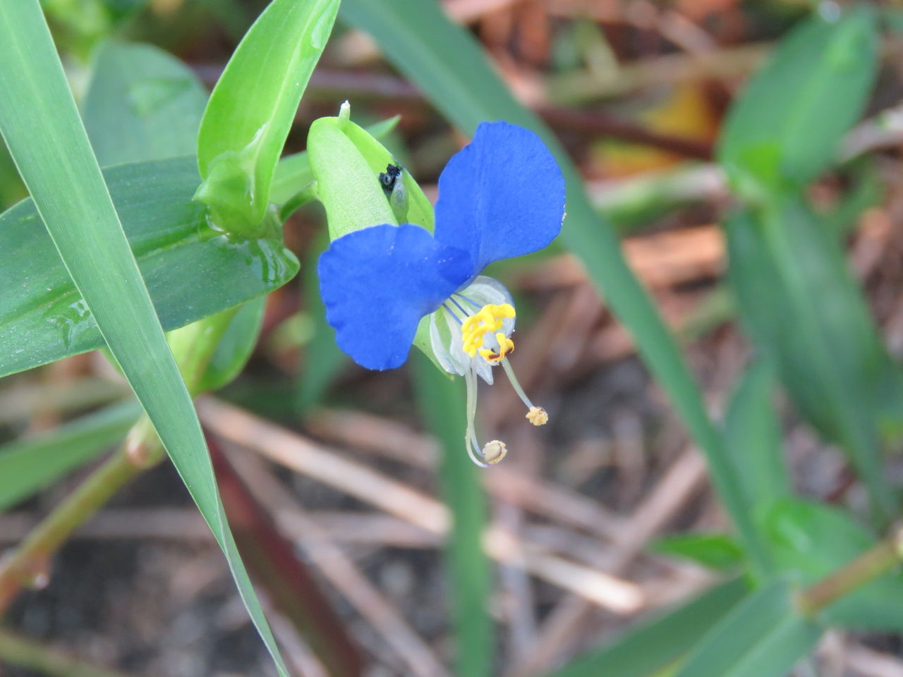 No 1013 蛍草 じいちゃんの日記2