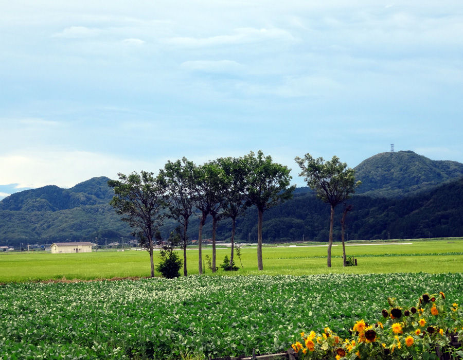 夏井のハザ木 百鬼夜行 波動分析論考