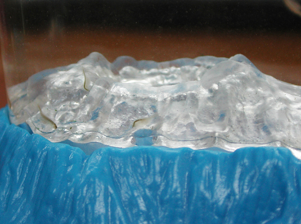 半月 シーモンキージャパン