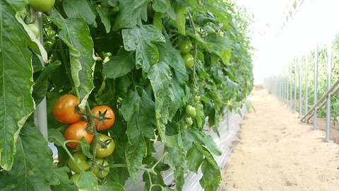 HPトップ（50％圧縮）