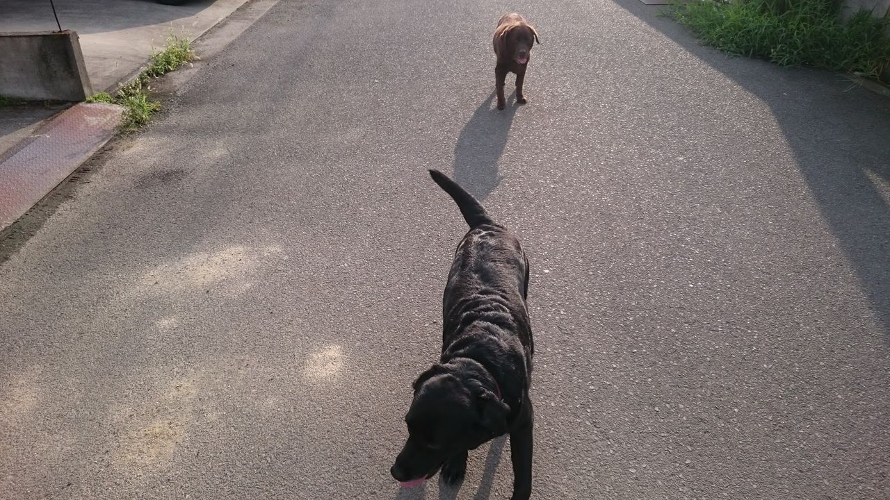 指間炎 Hybrid Cat B 指間炎 Hybrid Cat B