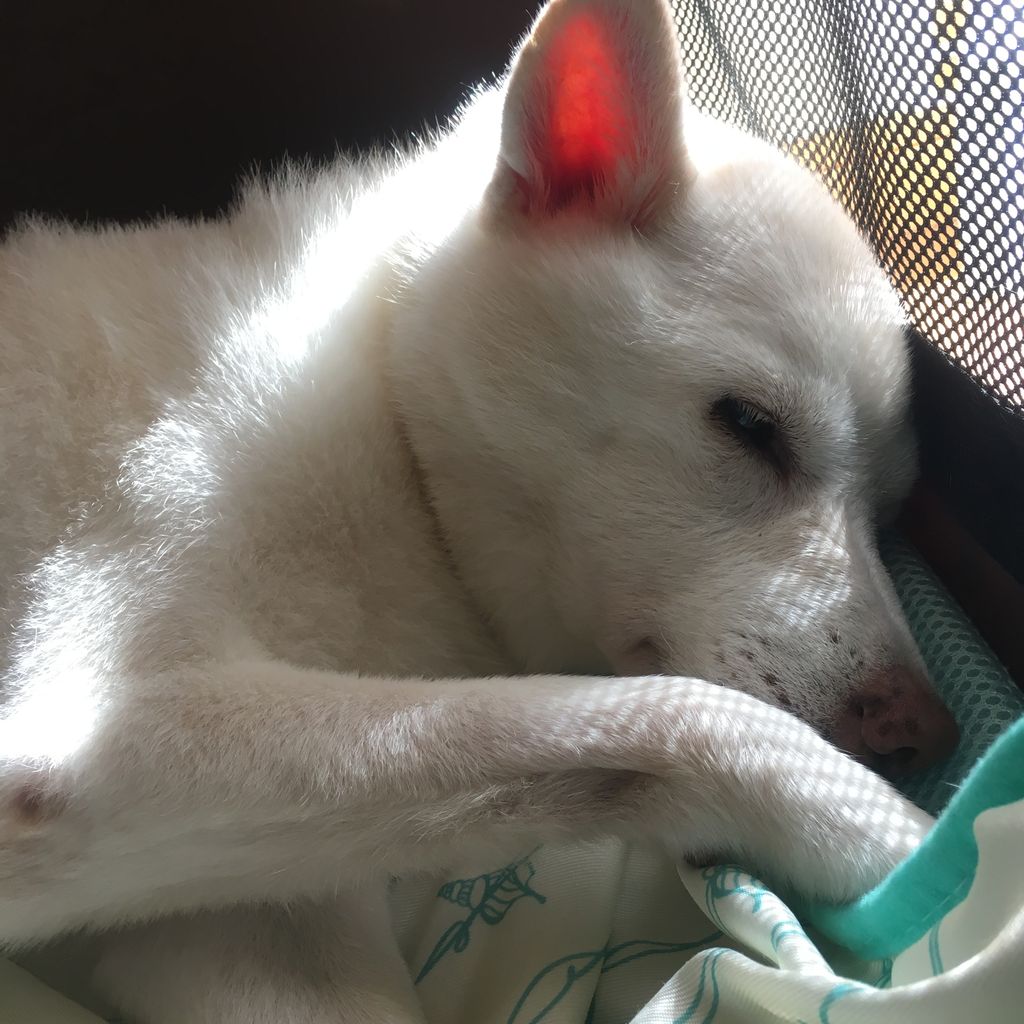 引っ越し 犬に魔法をかけられた