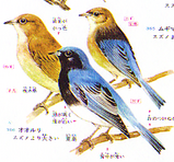 おおるり