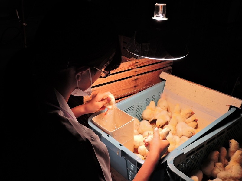 甥とオジサンの社会見学 其の弐 初生雛鑑別師養成所 日刊 兵頭喜貴