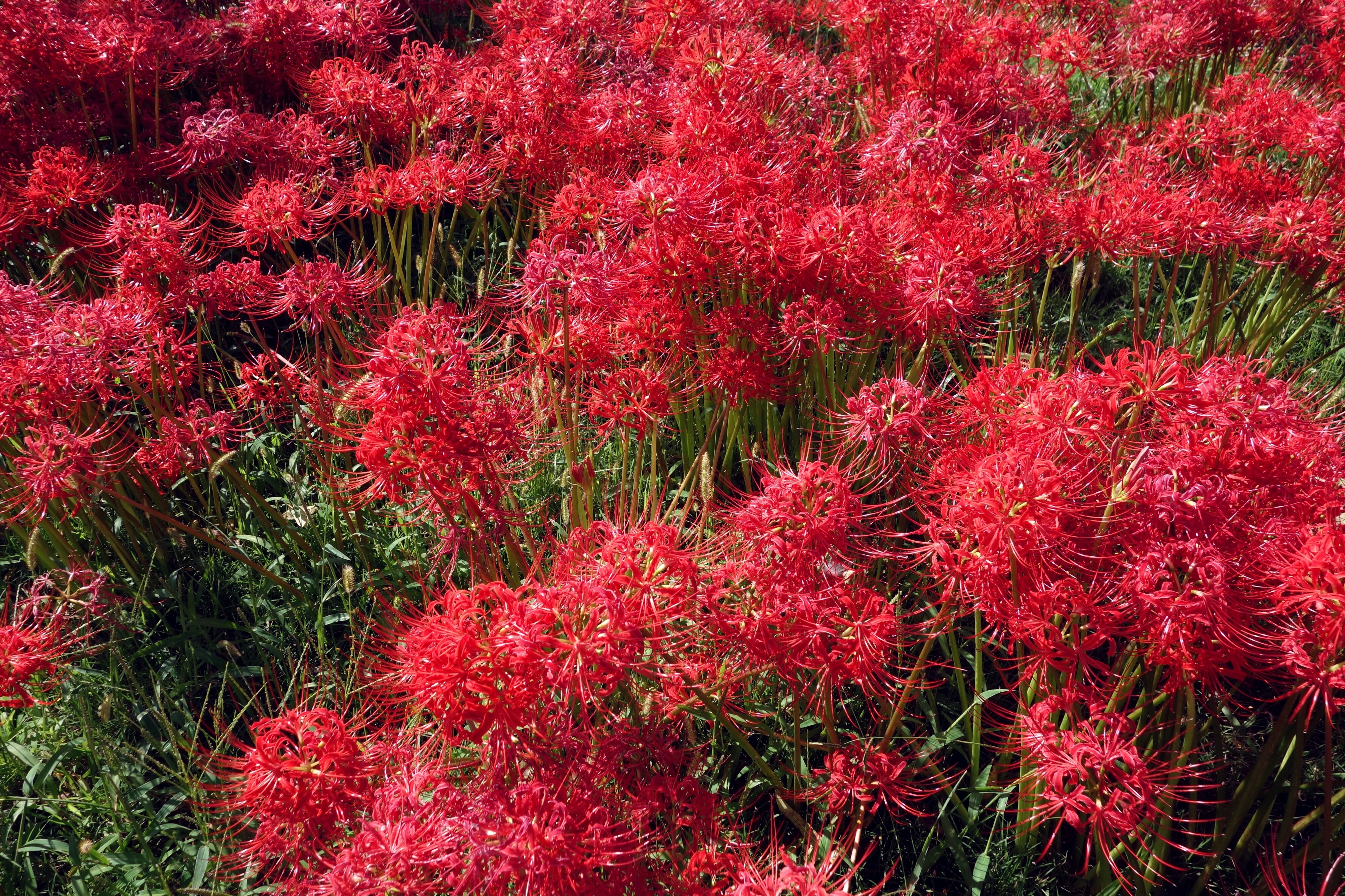 模範的八潮市民の日曜日の過ごし方 日刊 兵頭喜貴
