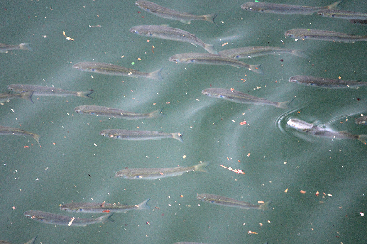 ７月19日昼の運河 本日の兵庫運河