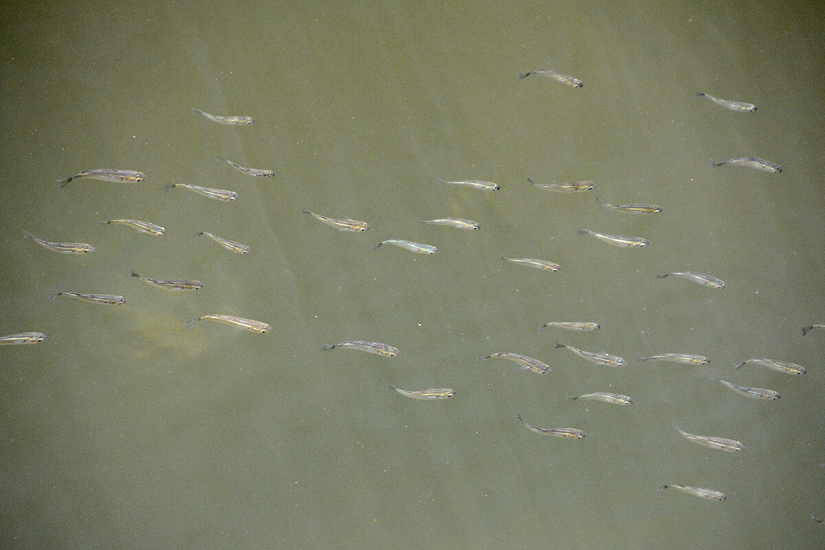 本日の兵庫運河
