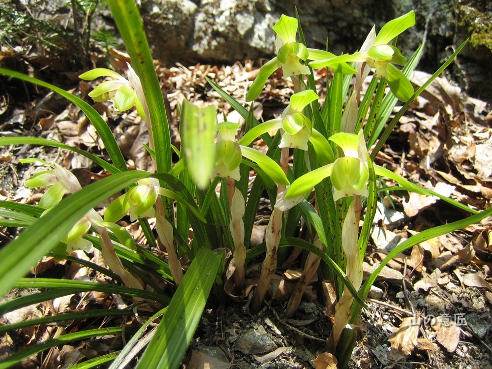 シュンラン 春蘭 里山ぶらぶら歩き