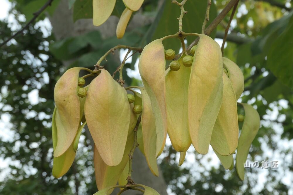 アオギリ 青桐 の実 里山ぶらぶら歩き