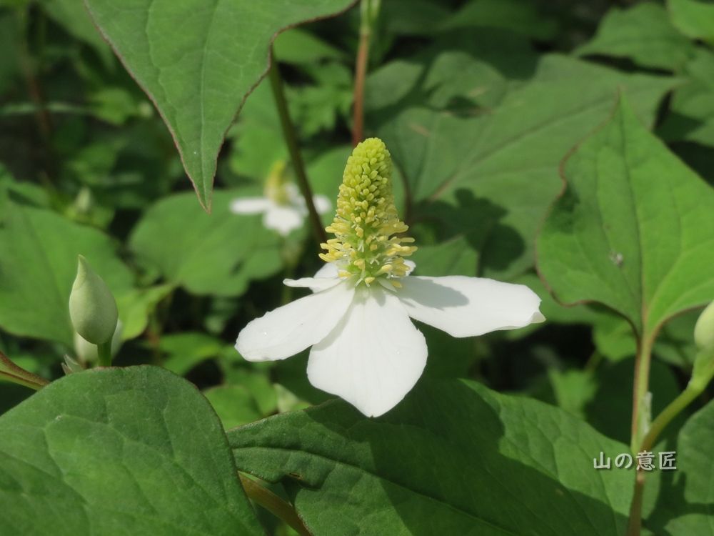 ドクダミ 蕺草 里山ぶらぶら歩き