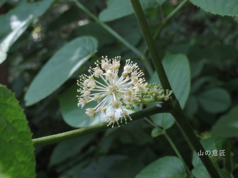 ウド 独活 里山ぶらぶら歩き