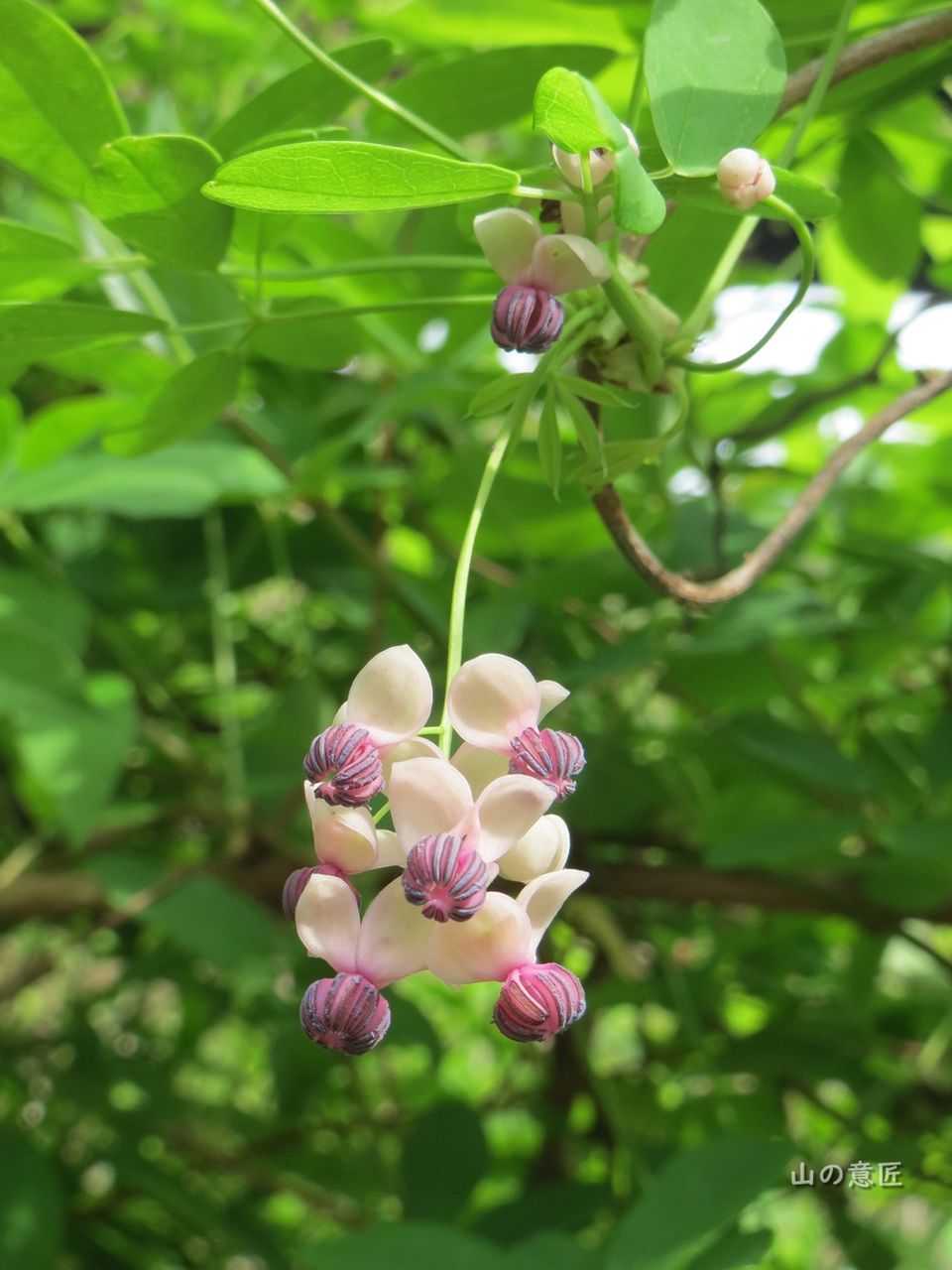 アケビ(木通、通草) : 里山ぶらぶら歩き