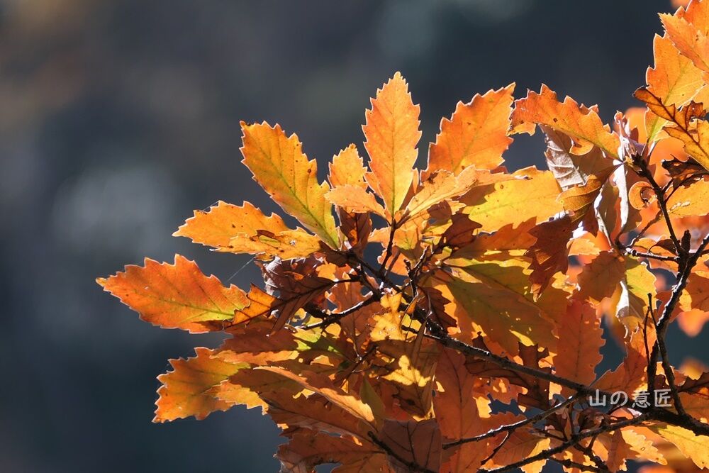コナラ(小楢)の紅葉 : 里山ぶらぶら歩き