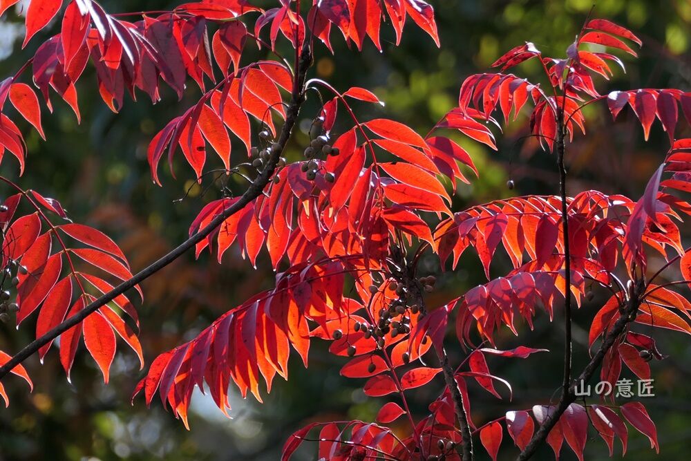ハゼノキ(櫨の木)の紅葉 : 里山ぶらぶら歩き