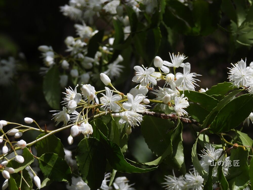 ウワミズザクラ(上溝桜)など : 里山ぶらぶら歩き