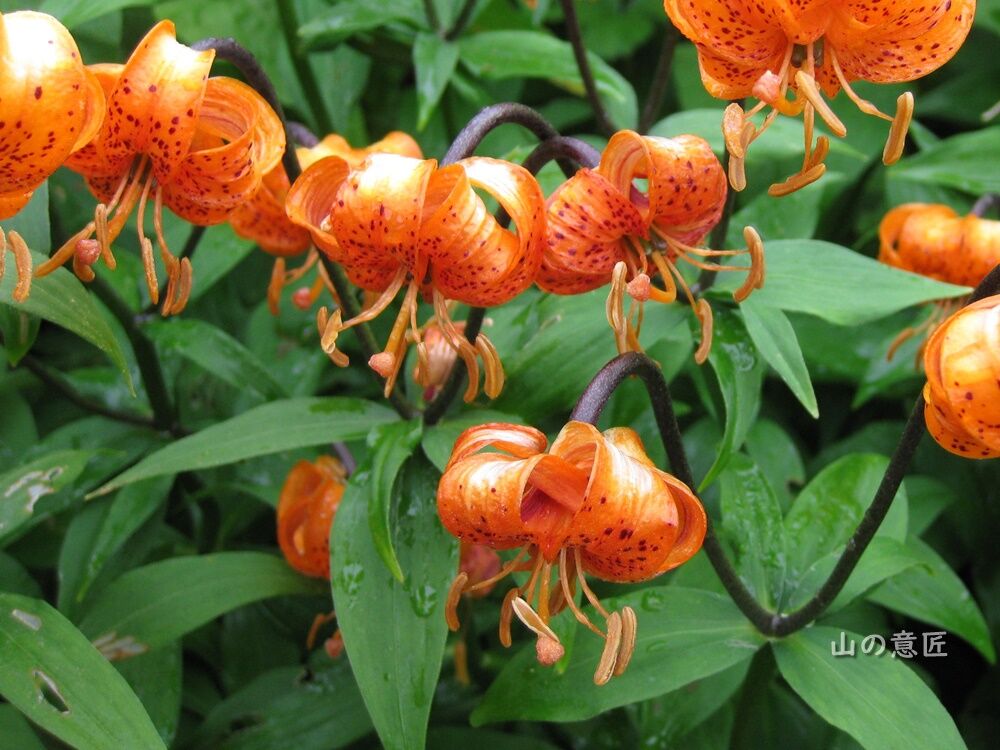 クルマユリ 車百合 里山ぶらぶら歩き