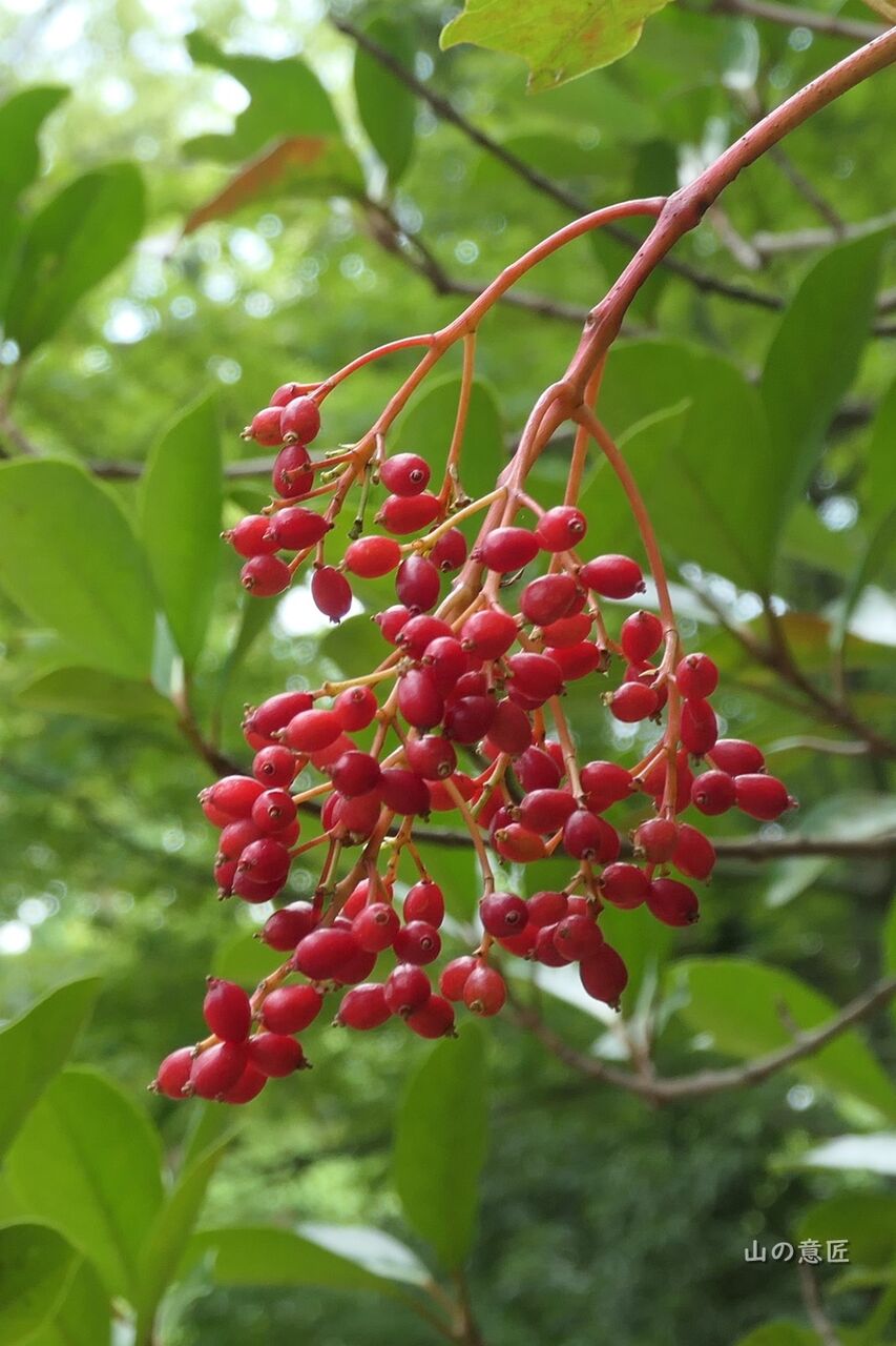 珊瑚樹