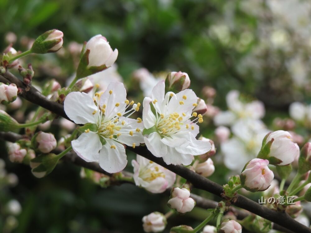 ニワザクラ 庭桜 酒 里山ぶらぶら歩き ニワザクラ 庭桜 酒 里山ぶらぶら歩き