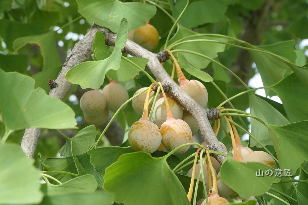 ギンナン 銀杏 里山ぶらぶら歩き