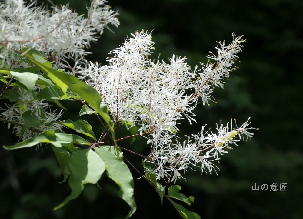 マルバアオダモ 丸葉青梻 里山ぶらぶら歩き