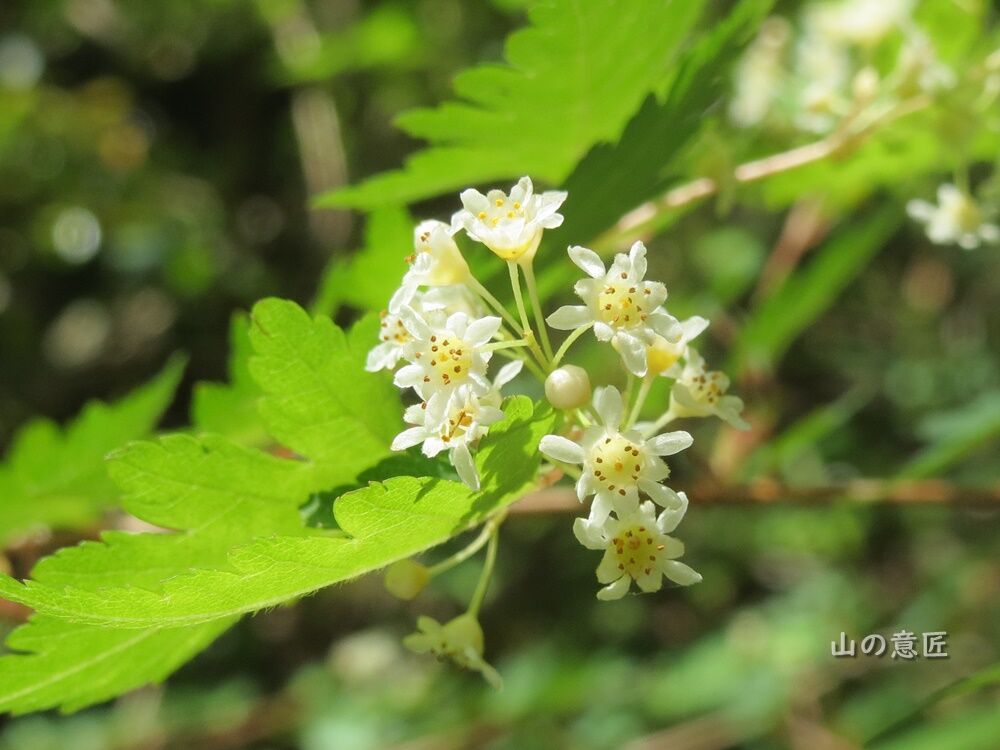 コゴメウツギ 小米空木 里山ぶらぶら歩き