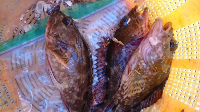 ホゴ ひょうたん島徒然記 ホゴ ひょうたん島徒然記