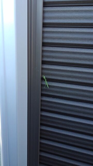 ８ 02 朝のカマキリ すずぽん さんの動画より ワクワク接 すると返って危険 ヒョウタンツギのブログ