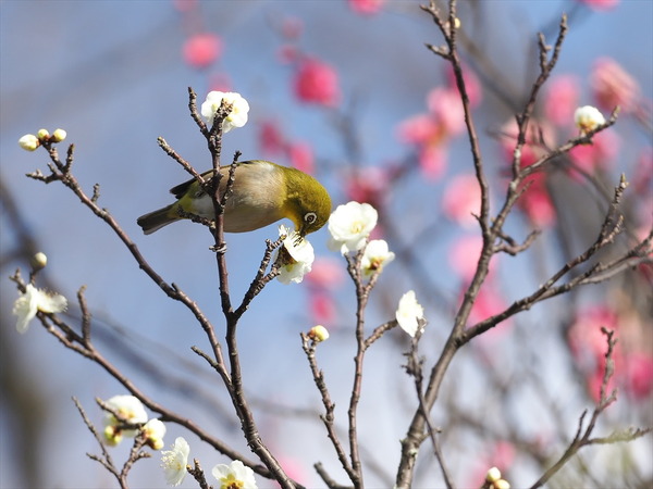 mejiro40783