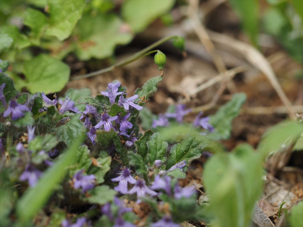 花 虫 ３ 時々の野鳥たち