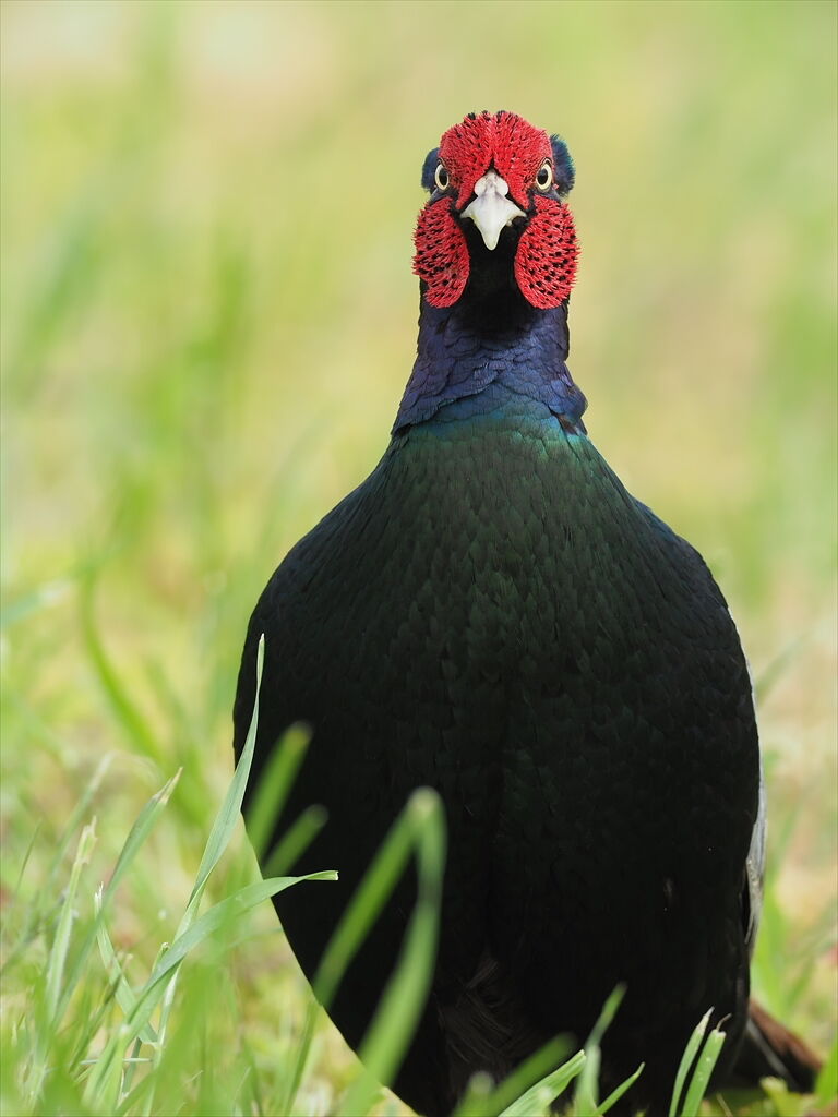 大胆不敵 ―見事なり、雉の雄姿―（3） : 時々の野鳥たち