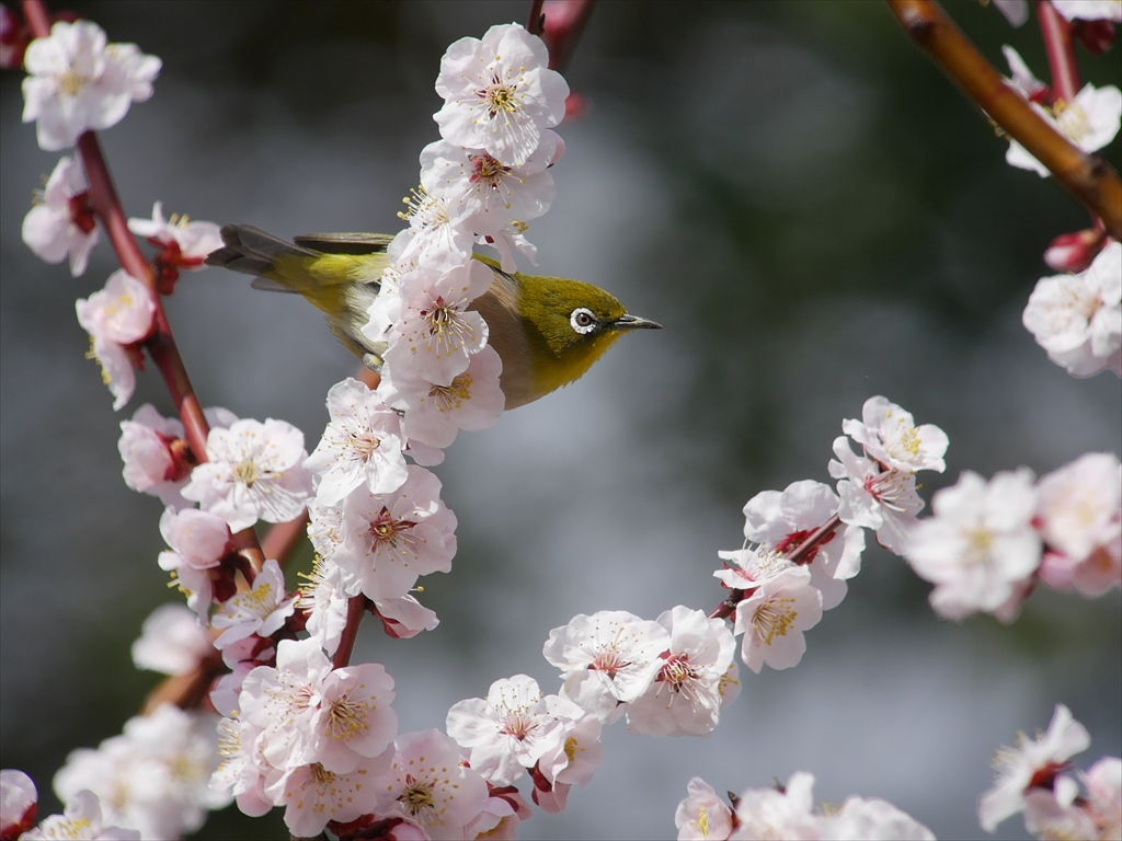 花とメジロと ２ 豊後梅と 時々の野鳥たち