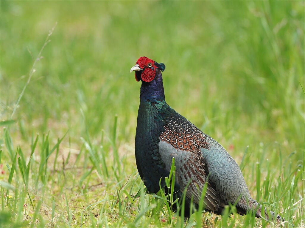 大胆不敵 ―見事なり、雉の雄姿―（3） : 時々の野鳥たち