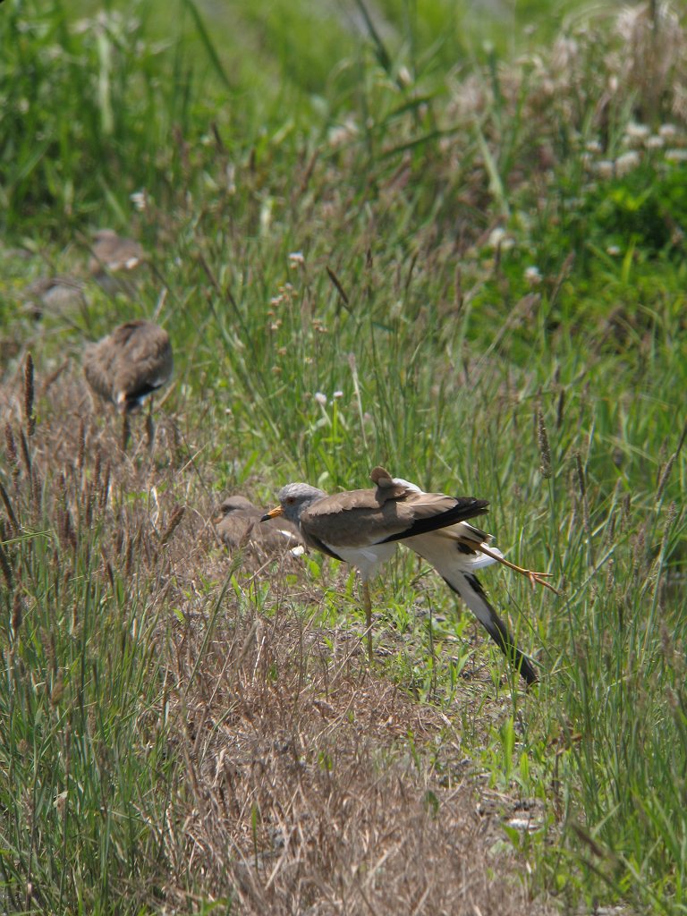 田圃の鳥 水辺の鳥 時々の野鳥たち