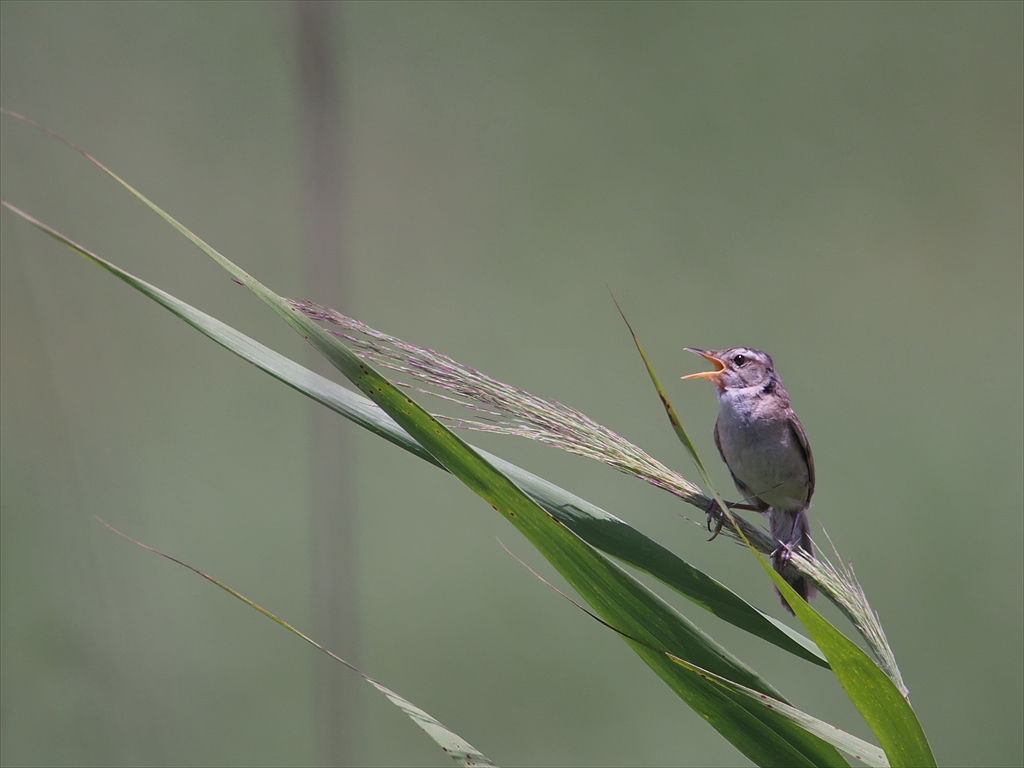 コヨシキリを求めて 時々の野鳥たち