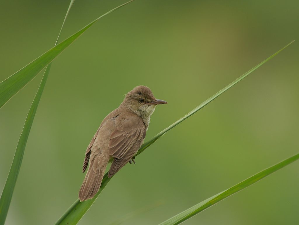 オオヨシキリ コヨシキリ 時々の野鳥たち