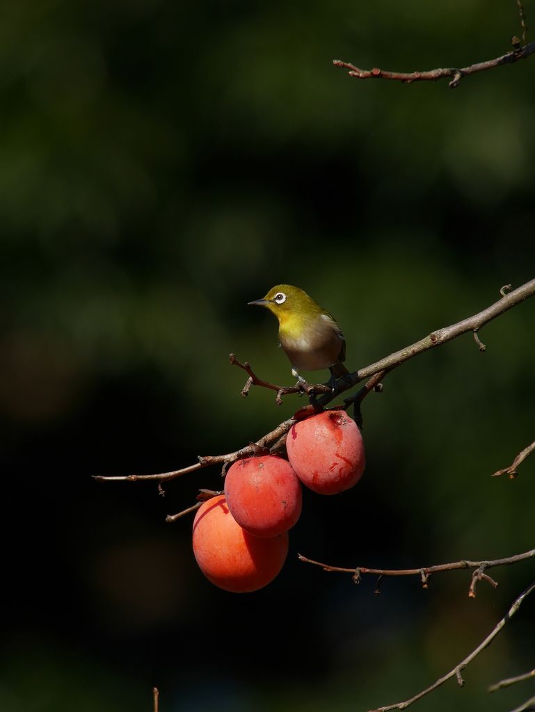 柿とメジロと 時々の野鳥たち